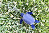 Sea Turtle Key Ring - Lyliad